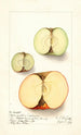 Malus domestica - Ellen Isham Schutt — Ansicht des Kunstwerks