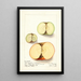 Malus domestica - Ellen Isham Schutt — gerahmtes Bild an der Wand