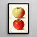 Malus domestica Alexander Tillage - Ellen Isham Schutt — gerahmtes Bild an der Wand