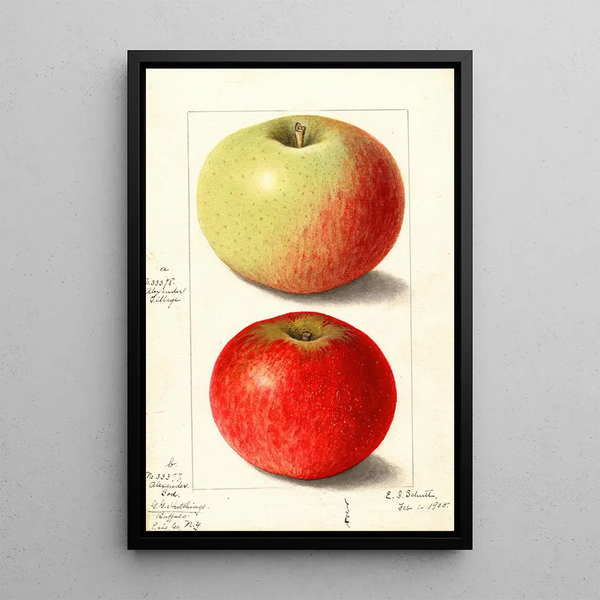 Malus domestica Alexander Tillage - Ellen Isham Schutt — gerahmtes Bild an der Wand
