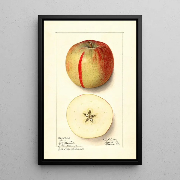 Malus domestica Baldwin - Ellen Isham Schutt — gerahmtes Bild an der Wand