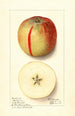 Malus domestica Baldwin - Ellen Isham Schutt — Ansicht des Kunstwerks