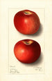 Malus domestica Beach - Ellen Isham Schutt — Ansicht des Kunstwerks