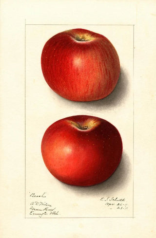 Ellen Isham Schutt - Malus domestica Beach.webp