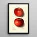 Malus domestica Beach - Ellen Isham Schutt — gerahmtes Bild an der Wand