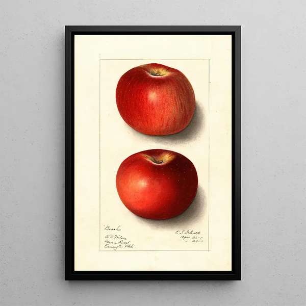Malus domestica Beach - Ellen Isham Schutt — gerahmtes Bild an der Wand