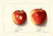 Malus domestica Jonathan - Ellen Isham Schutt — Ansicht des Kunstwerks