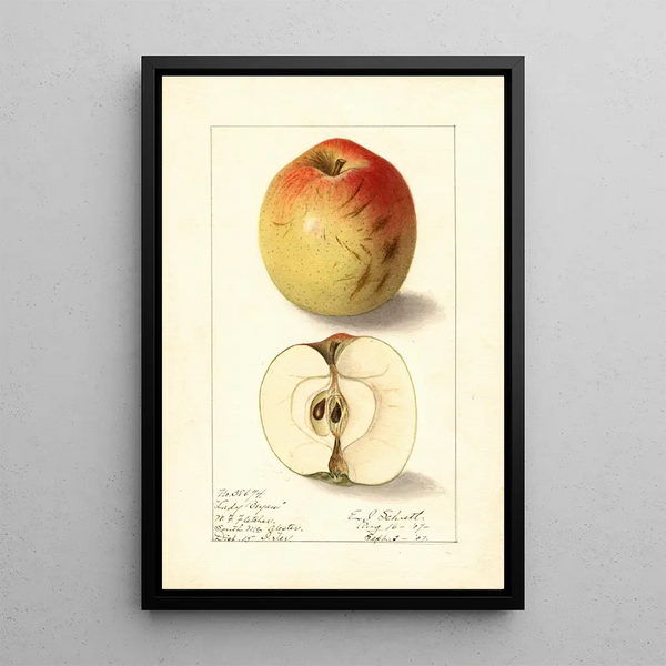 Malus domestica Lady Bryan - Ellen Isham Schutt — gerahmtes Bild an der Wand