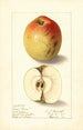 Malus domestica Lady Bryan - Ellen Isham Schutt — Ansicht des Kunstwerks