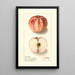 Malus domestica Liveland Raspberry - Ellen Isham Schutt — gerahmtes Bild an der Wand
