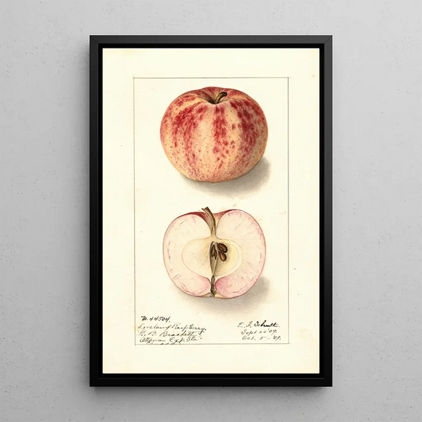 Malus domestica Liveland Raspberry - Ellen Isham Schutt — gerahmtes Bild an der Wand