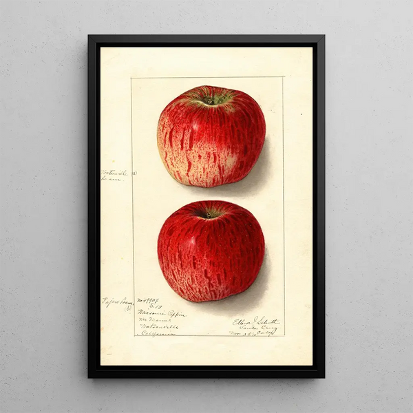 Malus domestica Missouri Pippin - Ellen Isham Schutt — gerahmtes Bild an der Wand