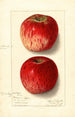 Malus domestica Missouri Pippin - Ellen Isham Schutt — Ansicht des Kunstwerks