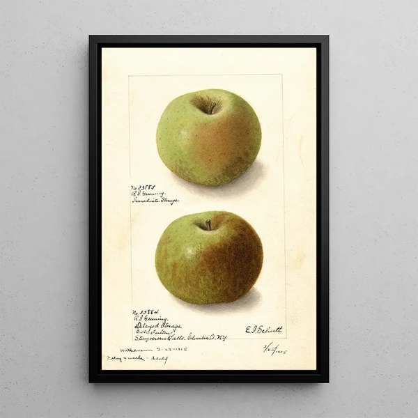 Malus domestica Rhode Island Greening - Ellen Isham Schutt — gerahmtes Bild an der Wand