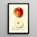 Malus domestica Rom - Ellen Isham Schutt — gerahmtes Bild an der Wand