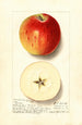 Malus domestica Rom - Ellen Isham Schutt — Ansicht des Kunstwerks