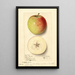 Malus domestica Rome Beauty - Ellen Isham Schutt — gerahmtes Bild an der Wand