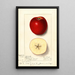Malus domestica Spitz Esopus - Ellen Isham Schutt — gerahmtes Bild an der Wand