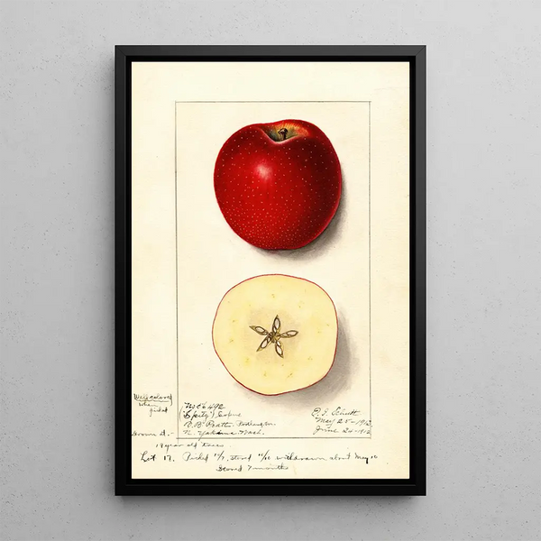Malus domestica Spitz Esopus - Ellen Isham Schutt — gerahmtes Bild an der Wand