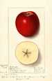 Malus domestica Spitz Esopus - Ellen Isham Schutt — Ansicht des Kunstwerks
