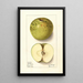 Malus domestica Spotless - Ellen Isham Schutt — gerahmtes Bild an der Wand