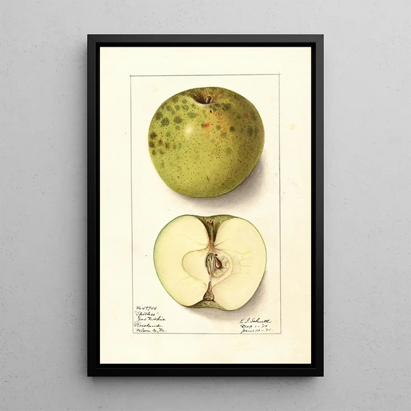 Malus domestica Spotless - Ellen Isham Schutt — gerahmtes Bild an der Wand