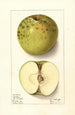 Malus domestica Spotless - Ellen Isham Schutt — Ansicht des Kunstwerks