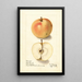 Malus domestica Tart Bough - Ellen Isham Schutt — gerahmtes Bild an der Wand