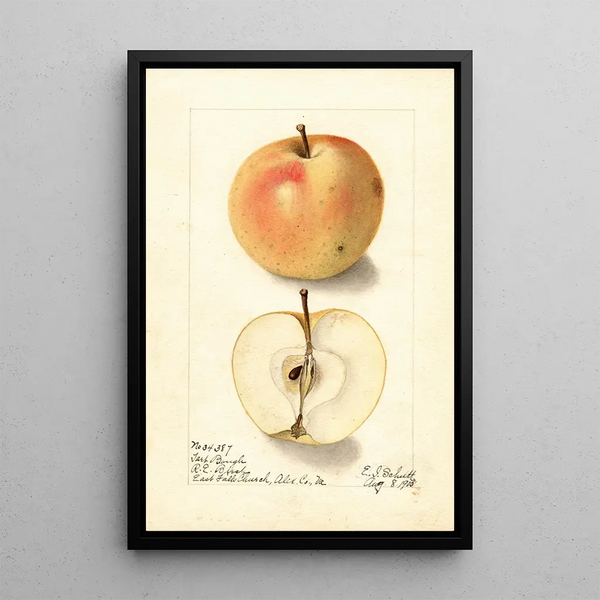 Malus domestica Tart Bough - Ellen Isham Schutt — gerahmtes Bild an der Wand
