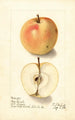 Malus domestica Tart Bough - Ellen Isham Schutt — Ansicht des Kunstwerks