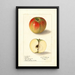 Malus domestica Texala - Ellen Isham Schutt — gerahmtes Bild an der Wand