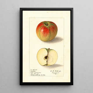 Ellen Isham Schutt - Malus domestica Texala.webp