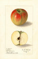 Malus domestica Texala - Ellen Isham Schutt — Ansicht des Kunstwerks