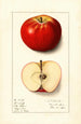 Malus domestica Winesap - Ellen Isham Schutt — Ansicht des Kunstwerks