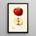 Malus domestica Winesap - Ellen Isham Schutt — gerahmtes Bild an der Wand