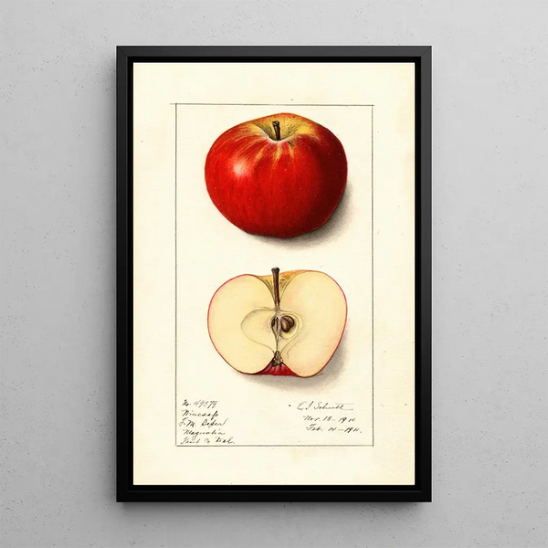Malus domestica Winesap - Ellen Isham Schutt — gerahmtes Bild an der Wand