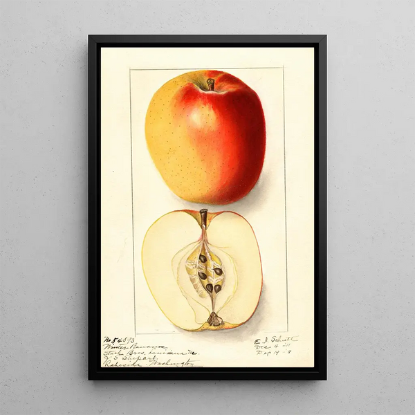 Malus domestica Winter Banana - Ellen Isham Schutt — gerahmtes Bild an der Wand