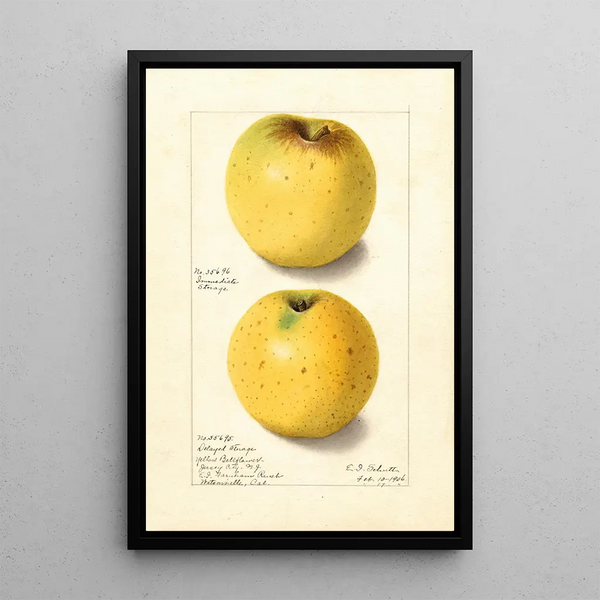 Malus domestica Yellow Bellflower - Ellen Isham Schutt — gerahmtes Bild an der Wand