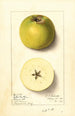 Malus domestica Yellow Newtown - Ellen Isham Schutt — Ansicht des Kunstwerks