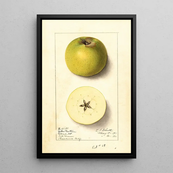 Malus domestica Yellow Newtown - Ellen Isham Schutt — gerahmtes Bild an der Wand