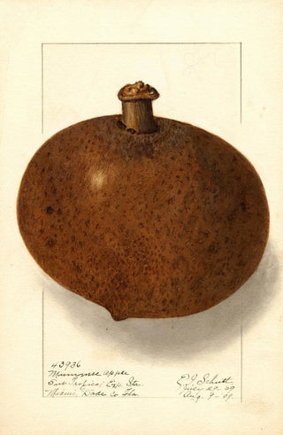 Ellen Isham Schutt - Mammea americana.webp