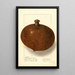 Mammea americana - Ellen Isham Schutt — gerahmtes Bild an der Wand