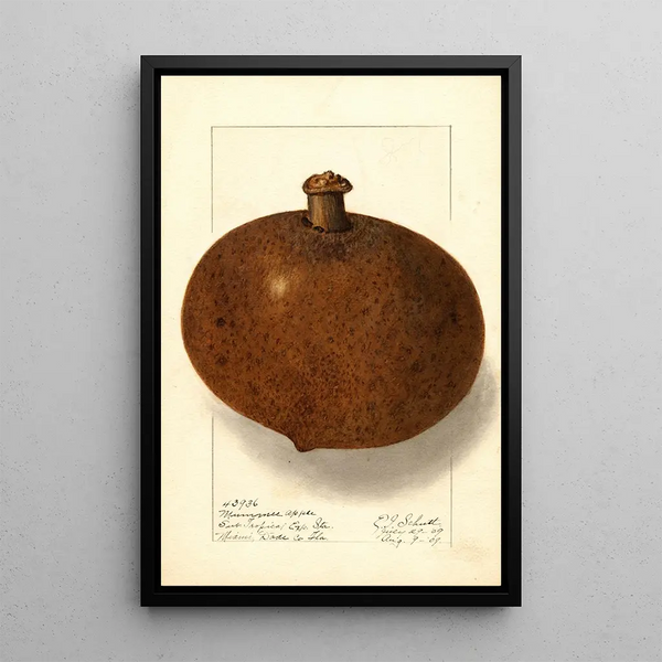 Mammea americana - Ellen Isham Schutt — gerahmtes Bild an der Wand