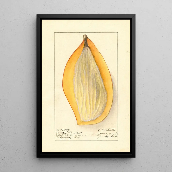 Mangifera indica Ameeri - Ellen Isham Schutt — gerahmtes Bild an der Wand