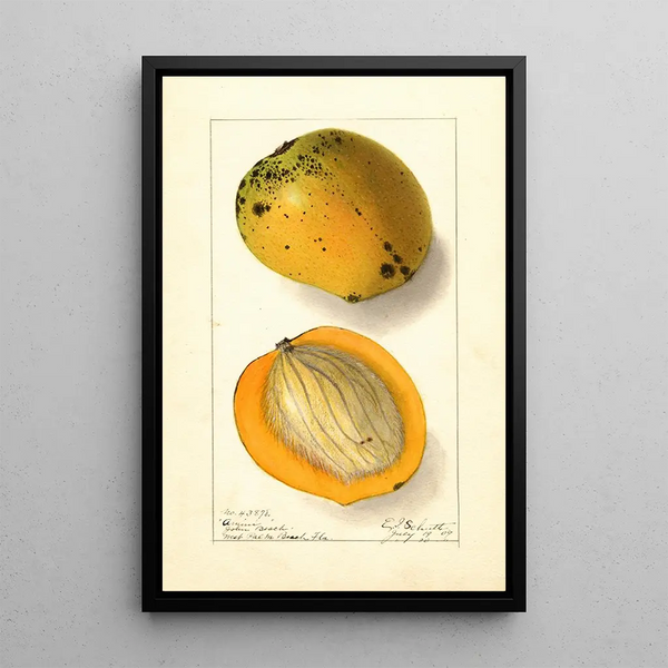 Mangifera indica Amiri - Ellen Isham Schutt — gerahmtes Bild an der Wand