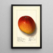 Mangifera indica Haden - Ellen Isham Schutt — gerahmtes Bild an der Wand