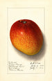 Mangifera indica Haden - Ellen Isham Schutt — Ansicht des Kunstwerks