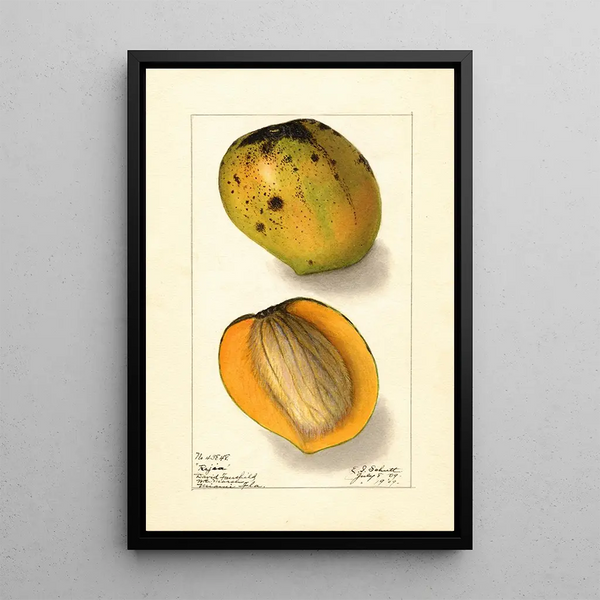 Mangifera indica Rajia - Ellen Isham Schutt — gerahmtes Bild an der Wand