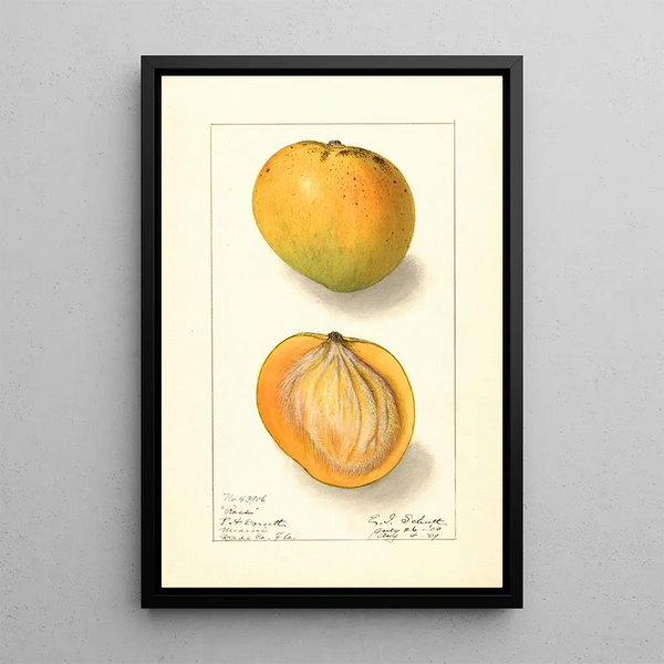 Mangifera indica Rose - Ellen Isham Schutt — gerahmtes Bild an der Wand