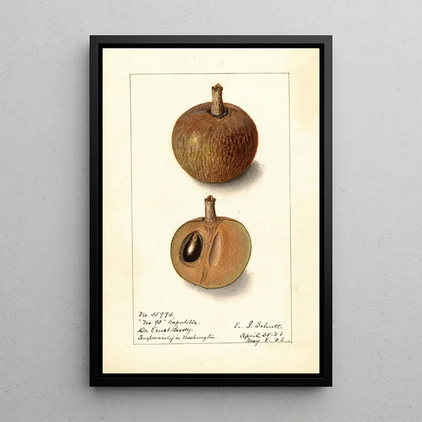 Manilkara zapota No - Ellen Isham Schutt — gerahmtes Bild an der Wand